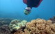 Geoffrey Bay Snorkel Trail - thumb 0