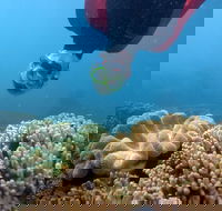 Geoffrey Bay Snorkel Trail - New South Wales Tourism 