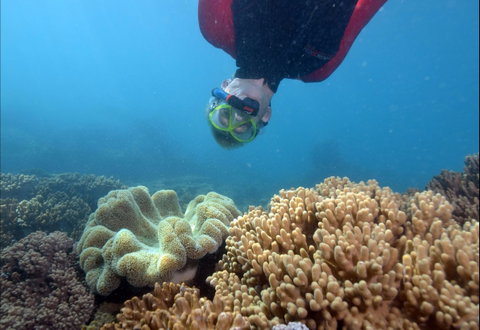 Geoffrey Bay Snorkel Trail - New South Wales Tourism  0