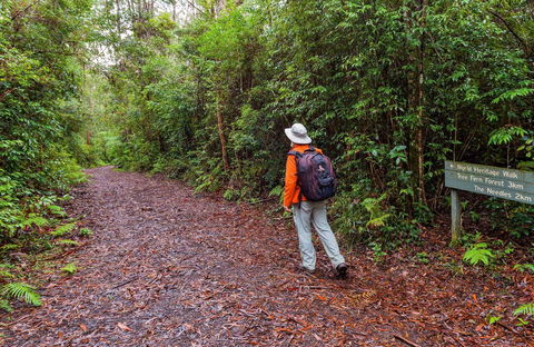 Gibraltar-Washpool World Heritage Walk - New South Wales Tourism  0