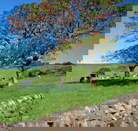 Historic Dry Stone Walls Kiama - New South Wales Tourism 