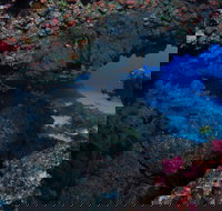 Hutchinson Shoal Dive Site - New South Wales Tourism 