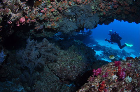 Hutchinson Shoal Dive Site - New South Wales Tourism  0