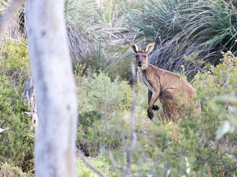Kaiserstuhl Conservation Park - New South Wales Tourism  0