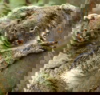 Koalas in Gunnedah - New South Wales Tourism 