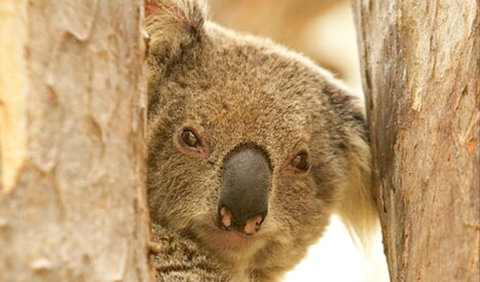 Koala Reserve - New South Wales Tourism  0