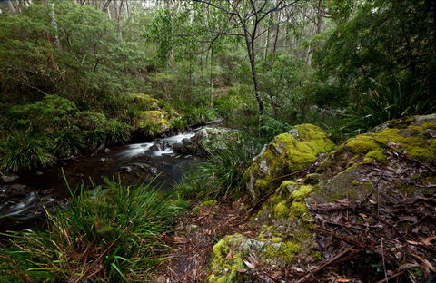 Mongarlowe River Picnic Area - New South Wales Tourism  0