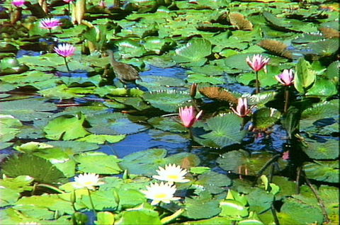 Mt Coot-tha Tourist Drive - New South Wales Tourism  1