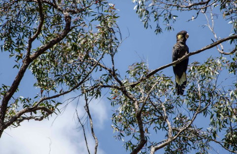 Mummel Gulf National Park - New South Wales Tourism  0