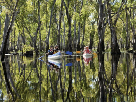 Murray River Canoe Trails - New South Wales Tourism  0
