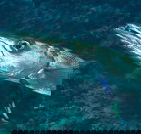 Norman Reef Dive Site - New South Wales Tourism 