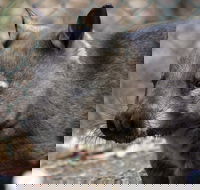 Peel Zoo - New South Wales Tourism 