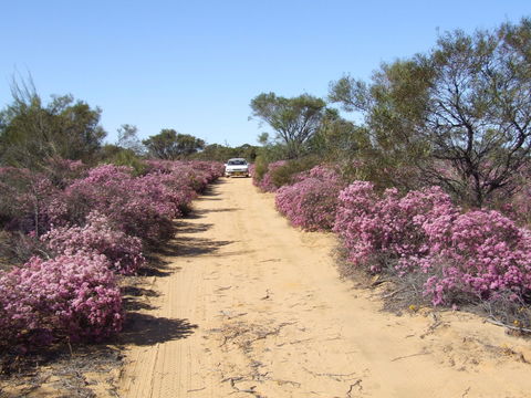 Reynoldson's Flora Reserve - New South Wales Tourism  0