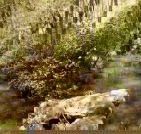 Sandy Creek Track - New South Wales Tourism 