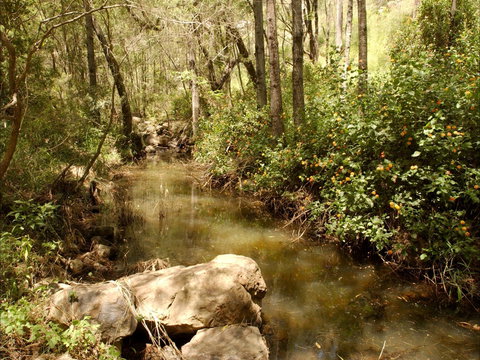 Sandy Creek Track - New South Wales Tourism  0