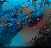 Severance Shipwreck Dive Site - New South Wales Tourism 