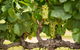 Severnlea - thumb 1