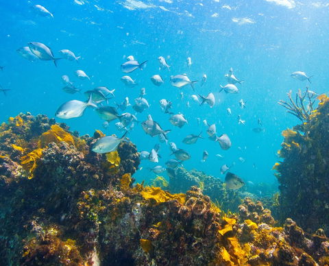 Snorkelling McKenzies Beach - New South Wales Tourism  0