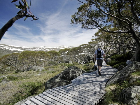 Snow Gums Boardwalk - New South Wales Tourism  0