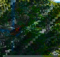 Tamborine Rainforest Skywalk - New South Wales Tourism 