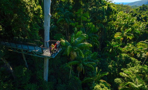 Tamborine Rainforest Skywalk - New South Wales Tourism  0