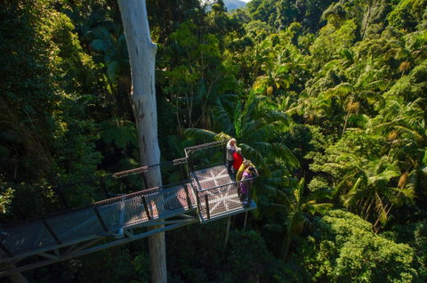 Tamborine Rainforest Skywalk - New South Wales Tourism  1