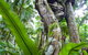 Tamborine Rainforest Skywalk - thumb 2