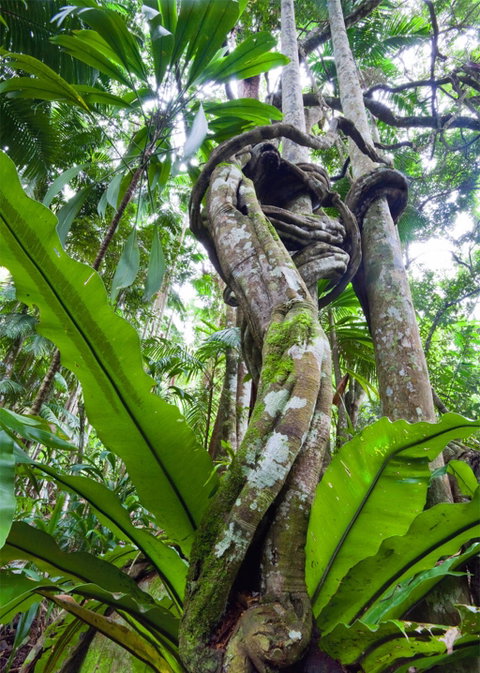 Tamborine Rainforest Skywalk - New South Wales Tourism  2