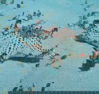 The Pines Dive Site - New South Wales Tourism 