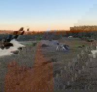 The Llama Farm - New South Wales Tourism 