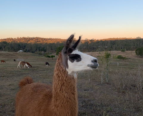 The Llama Farm - New South Wales Tourism  0