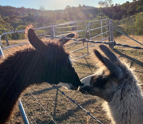 The Llama Farm - New South Wales Tourism  1