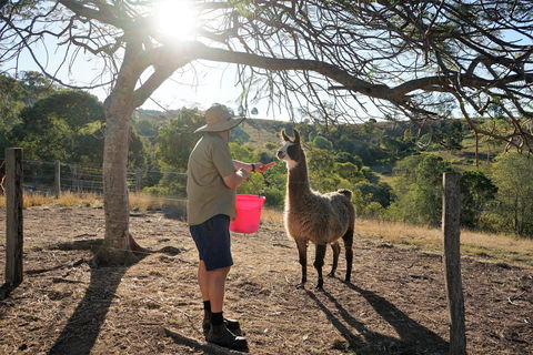 The Llama Farm - New South Wales Tourism  2