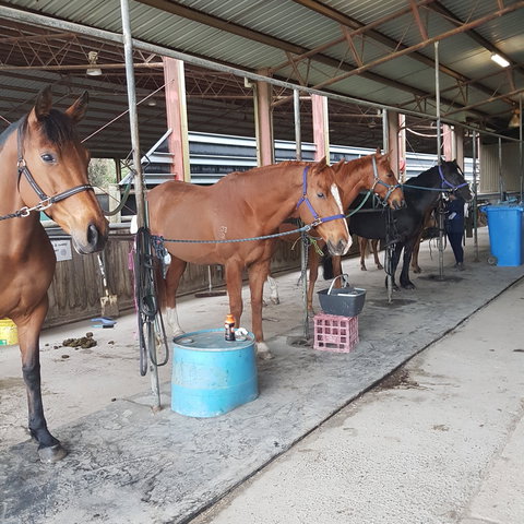 The Equine Club - New South Wales Tourism  0