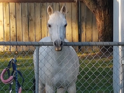The Equine Club - New South Wales Tourism  2
