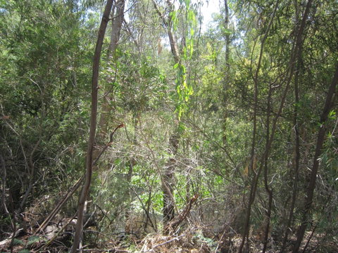 Wangaratta Common Nature Conservation Reserve - New South Wales Tourism  0