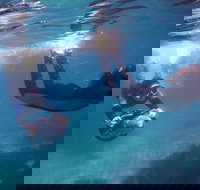 Small-Group Underwater Scooter Experience in Clovelly - New South Wales Tourism 