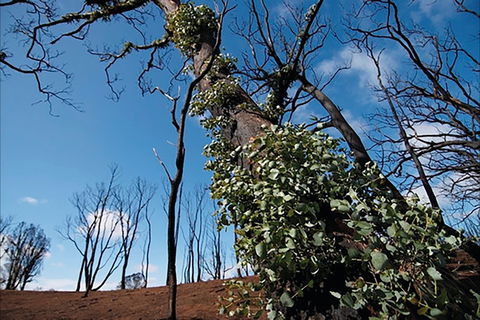 Brisbane Ranges National Park - New South Wales Tourism  1