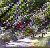 Forest Path Crooked Brook - New South Wales Tourism 