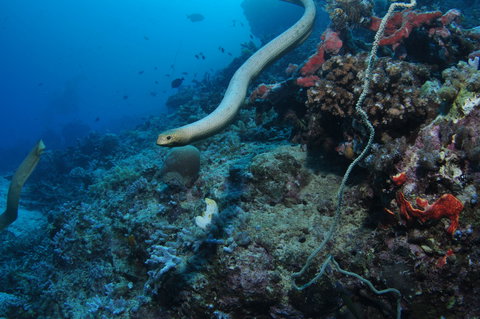 Two Towers Dive Site - New South Wales Tourism  1