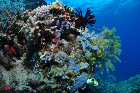 Two Towers Dive Site - New South Wales Tourism  2
