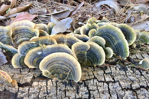 Photo Tour With An IPhone - New South Wales Tourism  4