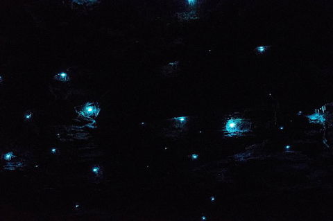 Night 4WD & Guided Glow Worm Tour Wildlife Spotlighting Blue Mountains Adventure - New South Wales Tourism  1