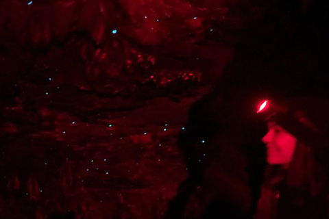 Night 4WD & Guided Glow Worm Tour Wildlife Spotlighting Blue Mountains Adventure - New South Wales Tourism  6