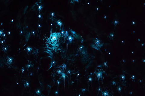 Night 4WD & Guided Glow Worm Tour Wildlife Spotlighting Blue Mountains Adventure - New South Wales Tourism  4