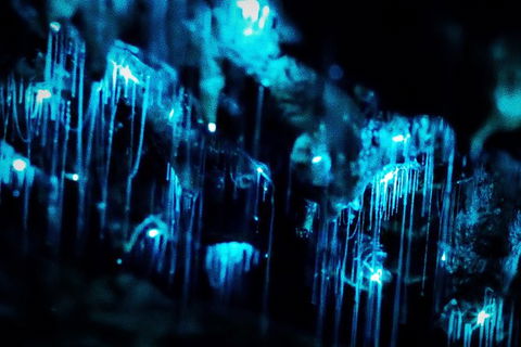 Night 4WD & Guided Glow Worm Tour Wildlife Spotlighting Blue Mountains Adventure - New South Wales Tourism  7