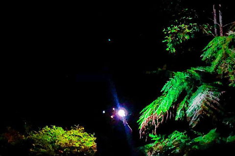 Night 4WD & Guided Glow Worm Tour Wildlife Spotlighting Blue Mountains Adventure - New South Wales Tourism  8