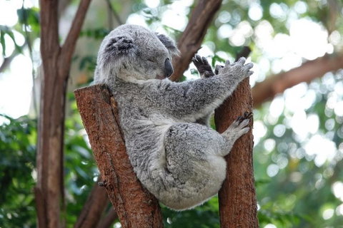 Small Group Blue Mountain Tour With A Local Guide - New South Wales Tourism  1