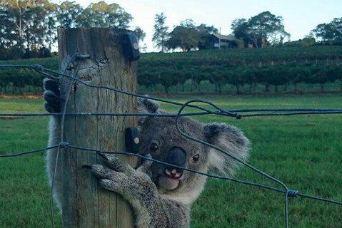 The Secret Vines Experience Port Macquarie - New South Wales Tourism  1