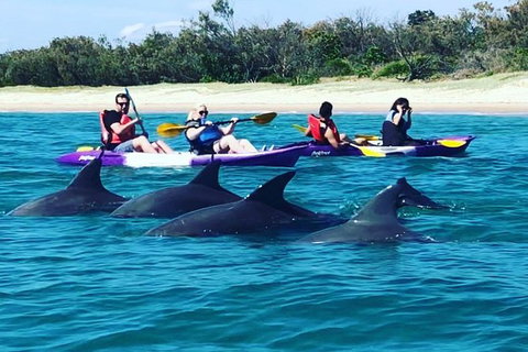 Half Day Dolphin Kayaking And Snorkeling Tour - New South Wales Tourism  1